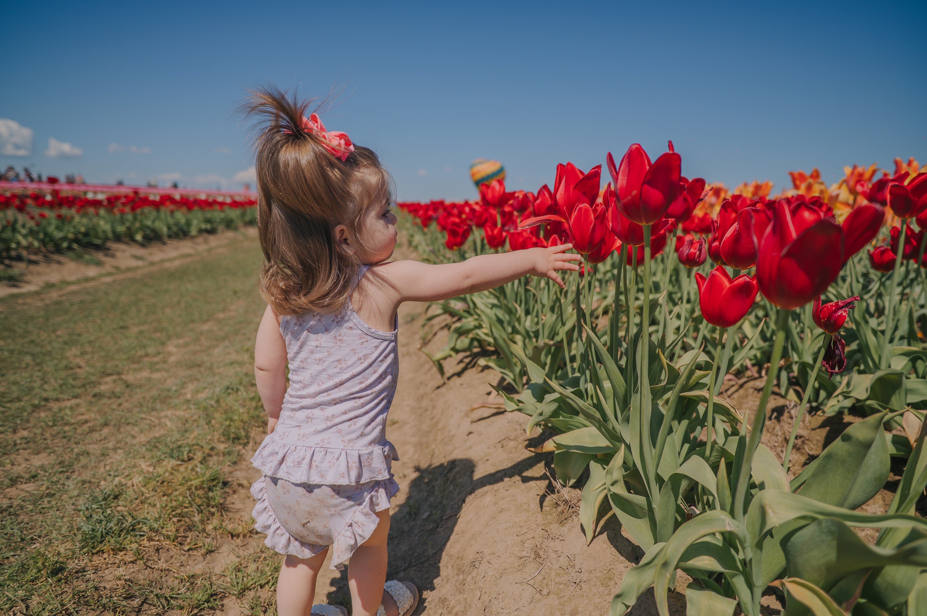 Tulip